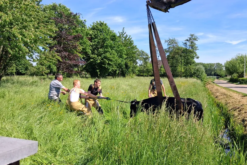 Koe in de sloot Zetten (17)