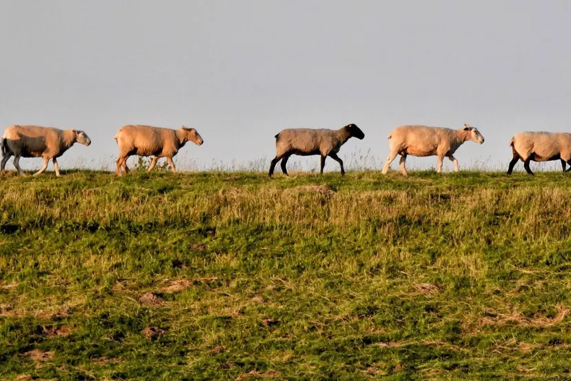Schapen op de dijk, Peter Steiner, Pexels