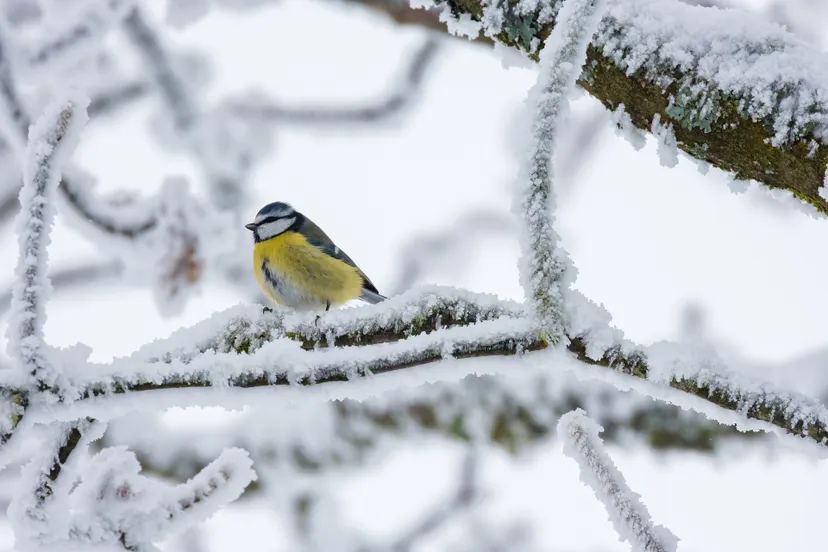 bird g47b9266b3 1920