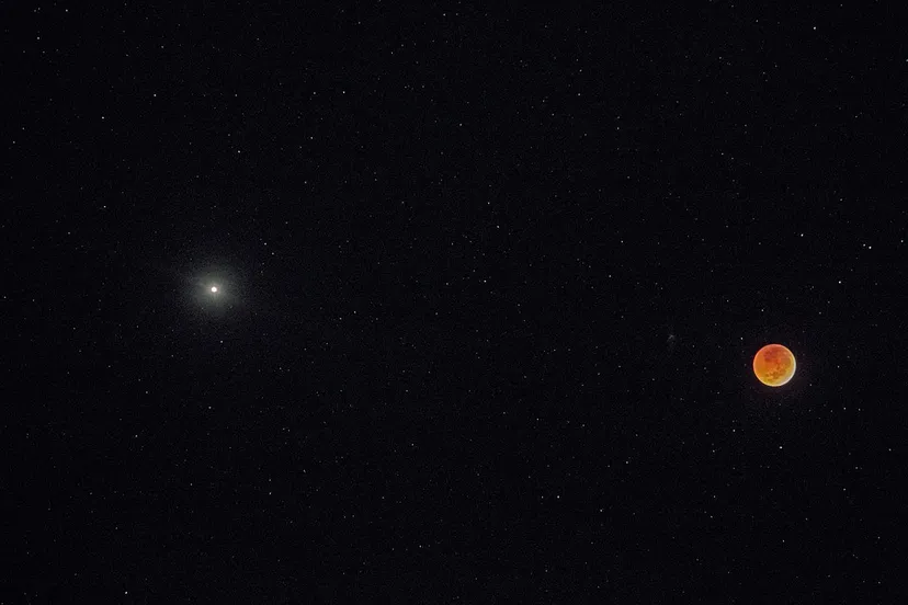 bloedmaan