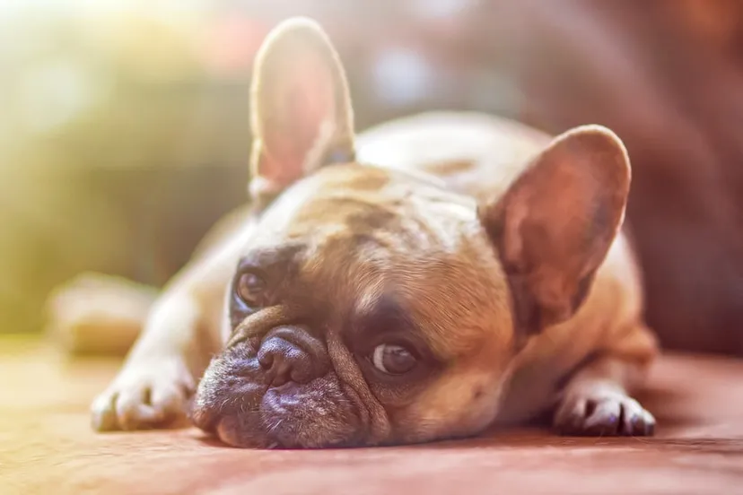 bulldog hond
