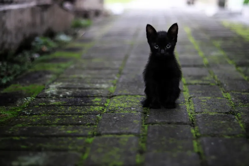 cat 3169476 1920