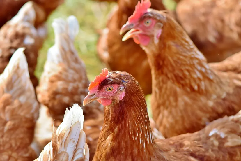 chicken kippen stal dieren