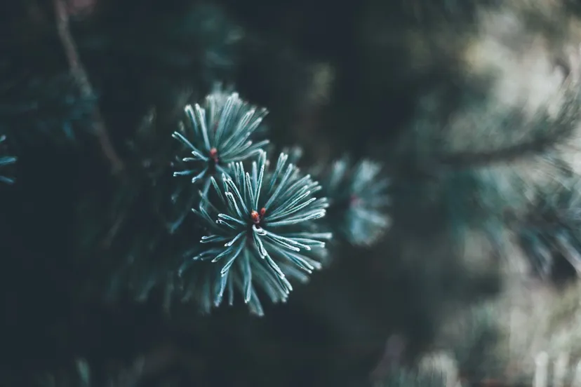christmas tree gdc57ac6e0 1920