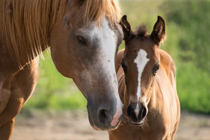 foal g6ebba12e3 1920