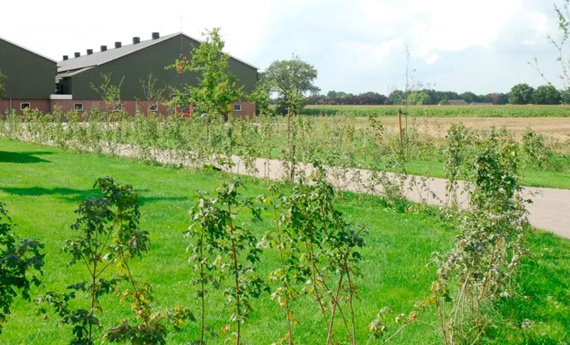 gemeente peel en maas erfbeplanting