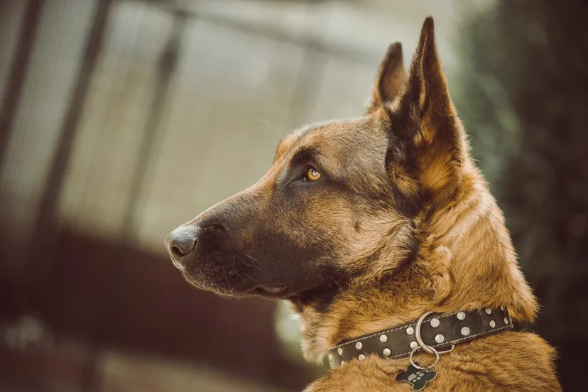 german shepherd high resolution wallpaper hd macbook and desktop for laptop