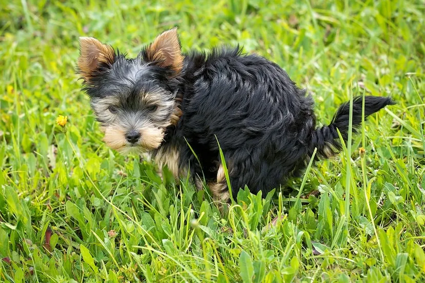 hond die poept