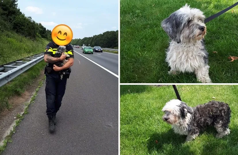 hond1 1