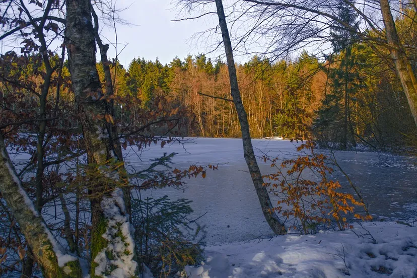 ijs bos natuur winter