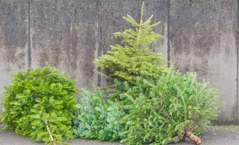 kerstbomen