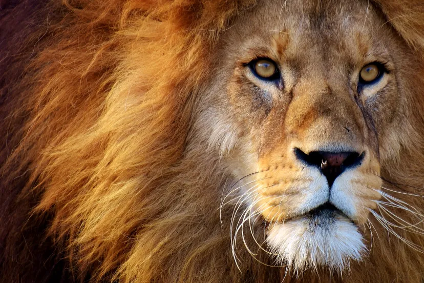 lion 3049884 1920
