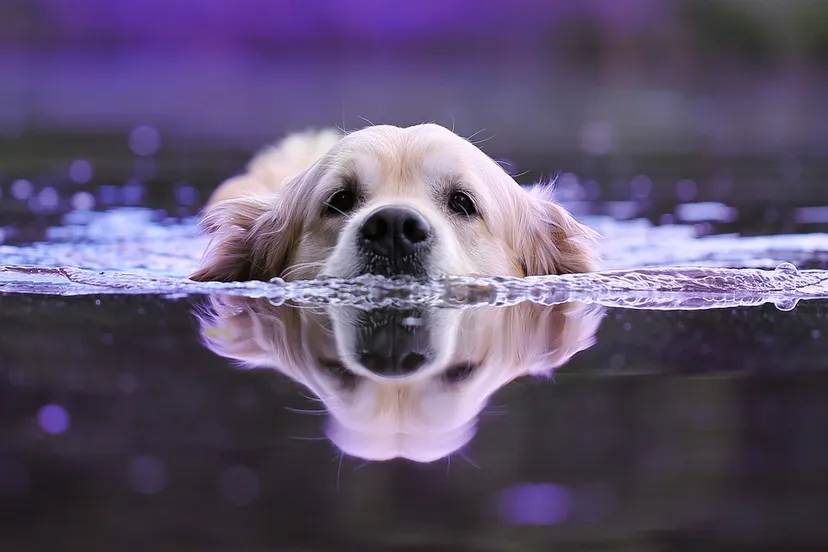 water dier hond