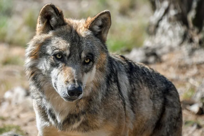 wolf