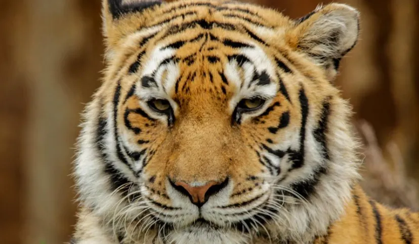 zooparc