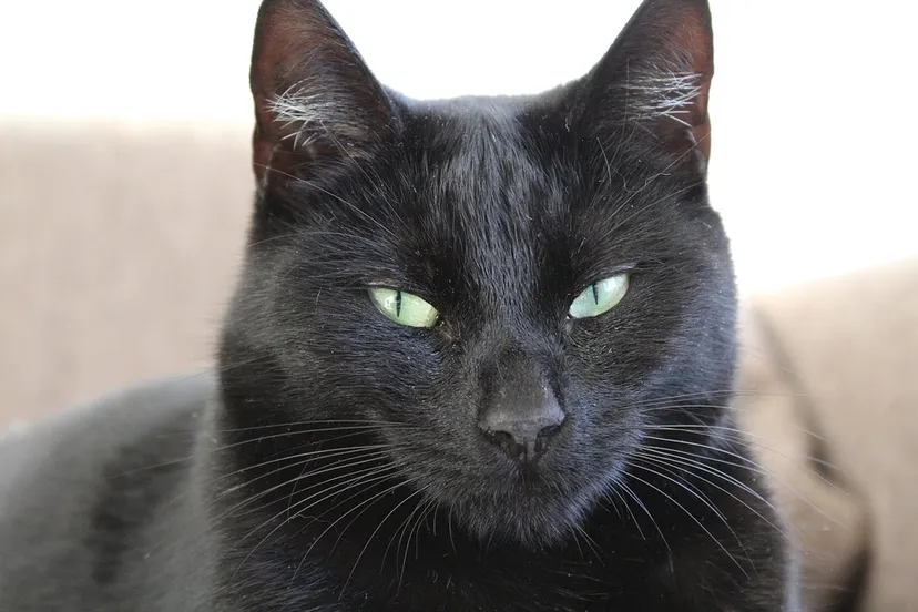 zwarte kat