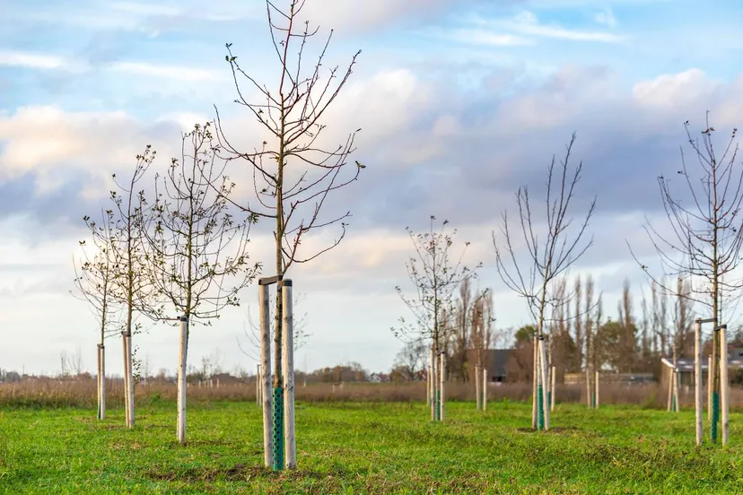 boom planten