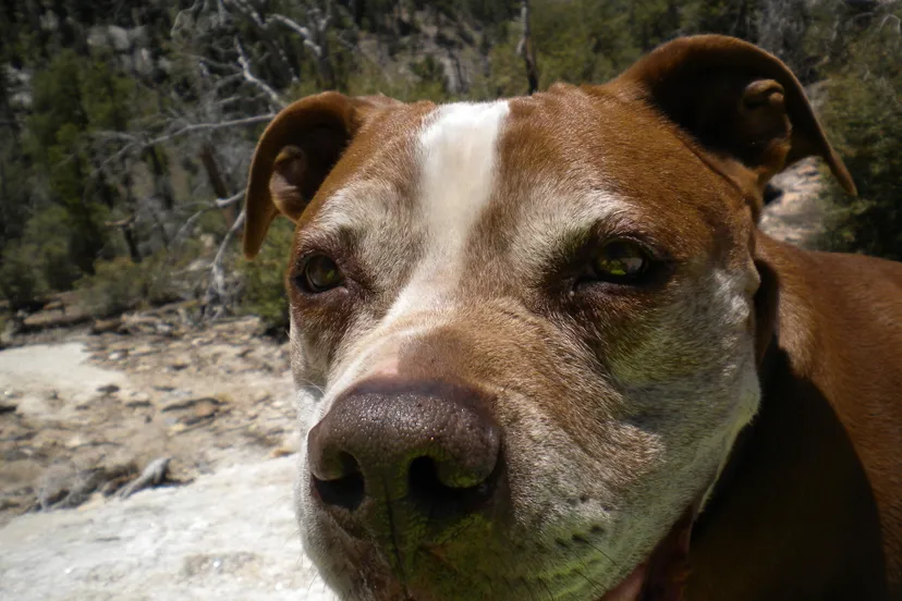 american staffordshire terrier named rocky1