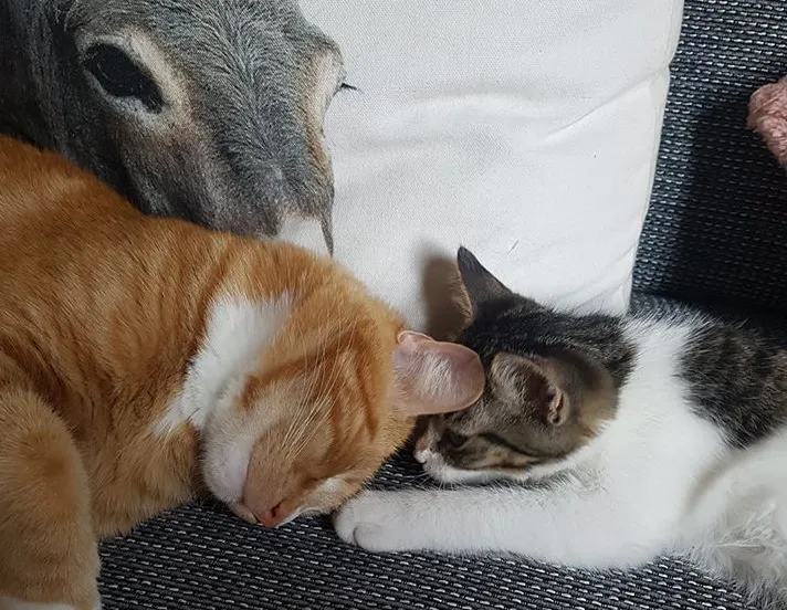 kattencafe cuddles facebook e1517492642732