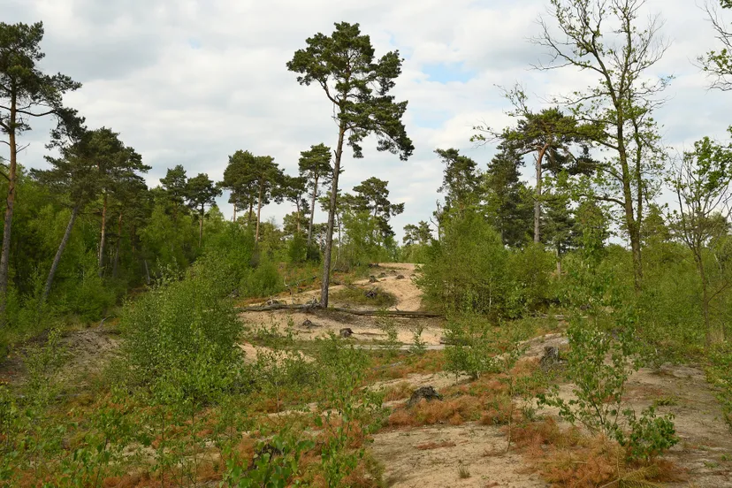 ravenvennen henk heijligers