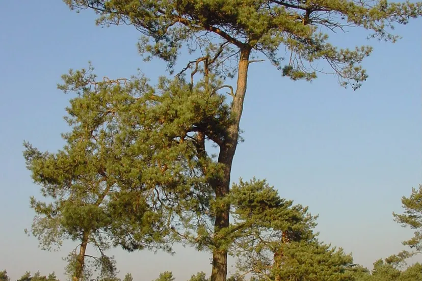 ravenvennen sll harry bussink 3 e1541679203155