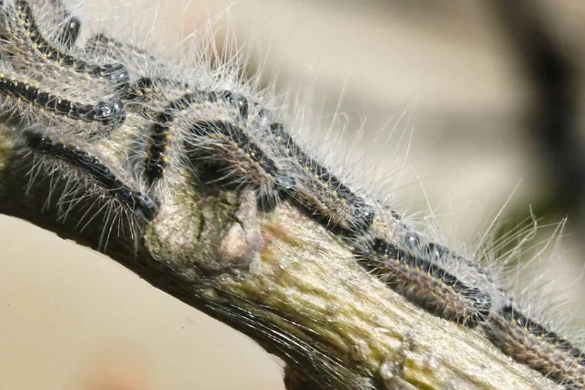 192 eikenprocessierups afbeelding 2jpg