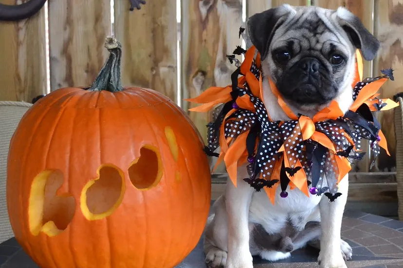 29968953564 329190e2b1 b