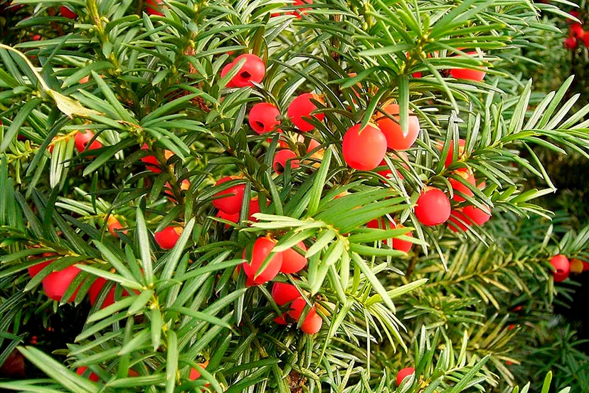 banner taxus voor hoop 900x600px 1