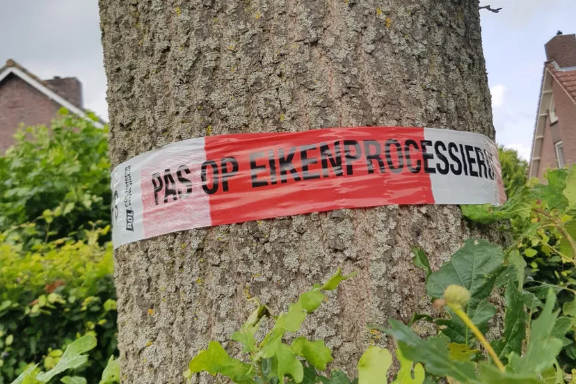 eikenprocessierups gemeente venlo