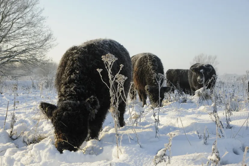 galloway 2012 henk heijligers verkleind