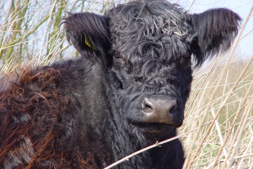 gallowayrund harry bussink limburgs landschap