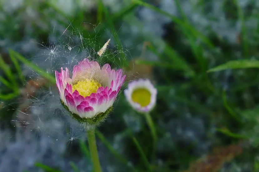 madelief kruidenwandeling nelly schouenberg