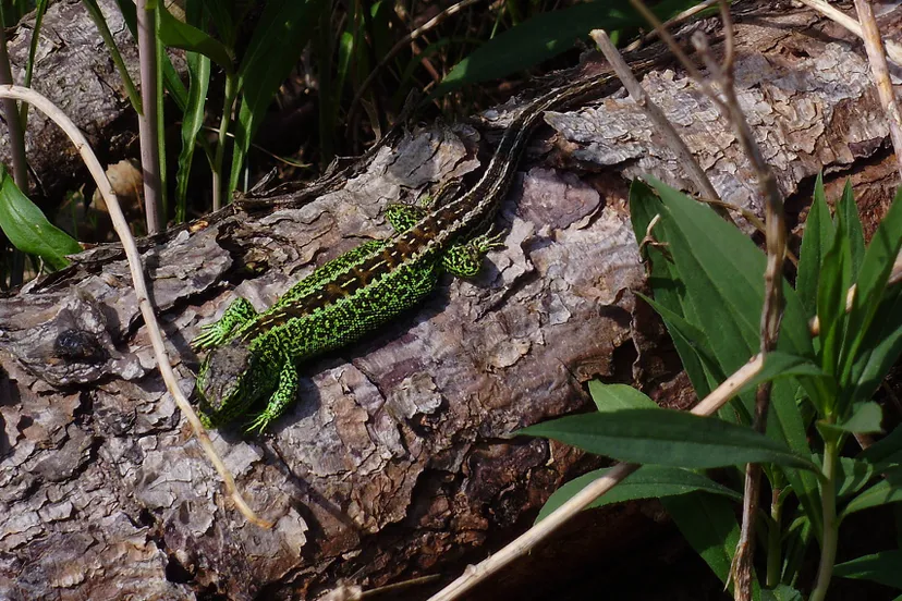 zandhagedis nelly schouenberg