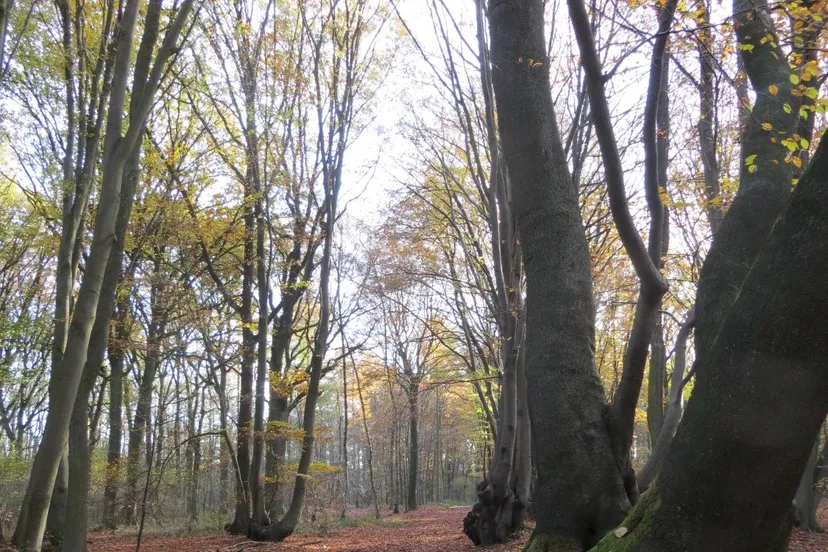 1 schrolik bossen nieuwjaarswandeling piet fleuren