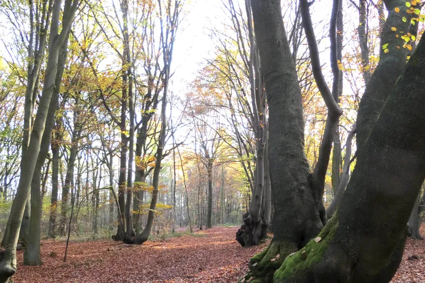 1 schrolik bossen nieuwjwandel2018 e1545945493633