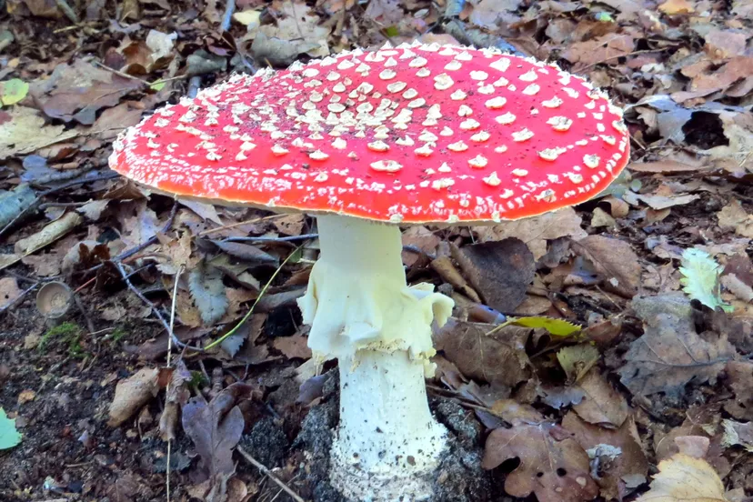 10 vliegenzwam zwart water 2017