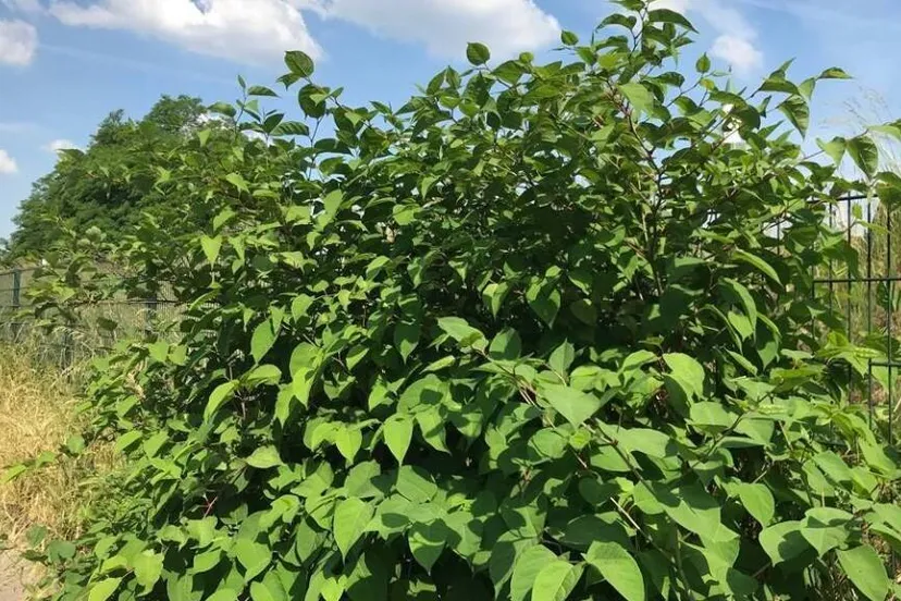 1356 japanse duizendknoop 1