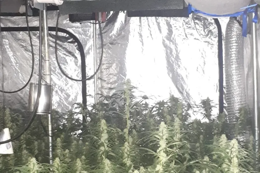 179329040 2622914344521352 8473436117230005713 n