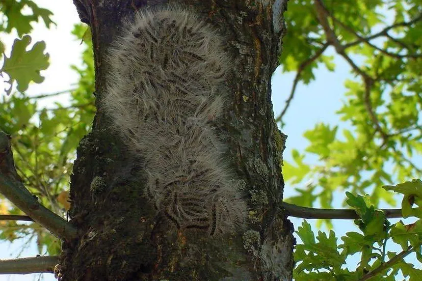 193 eikenprocessierups afbeelding 4