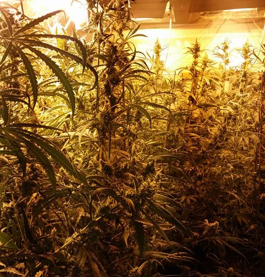 19883942 742311515965898 3153377057920996847 n