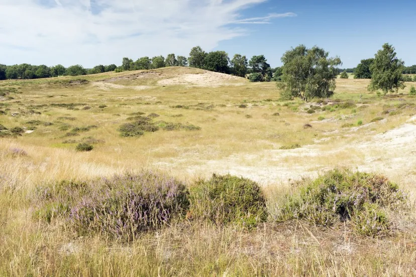 20120812 de maasduinen eckeltse bergen w1a8579