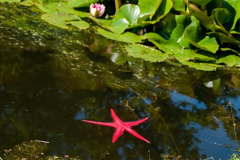 2020 06 kasteeltuinen adopteereenzeester