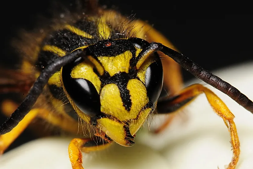 2080805568 cdc0e0c90a b