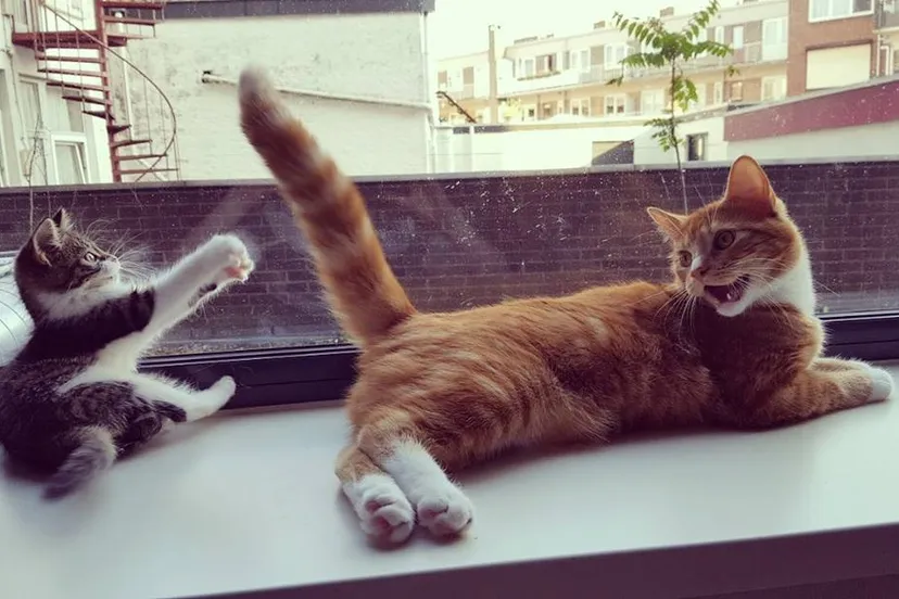 22154319 2021572704728635 7459772239632817160 n