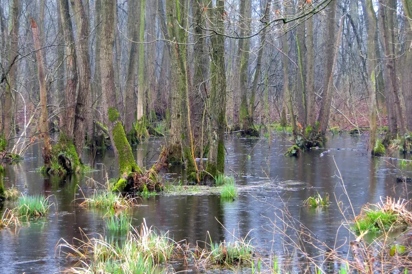 3 dubbroek broekbos 2017 piet fleuren e1552467481162