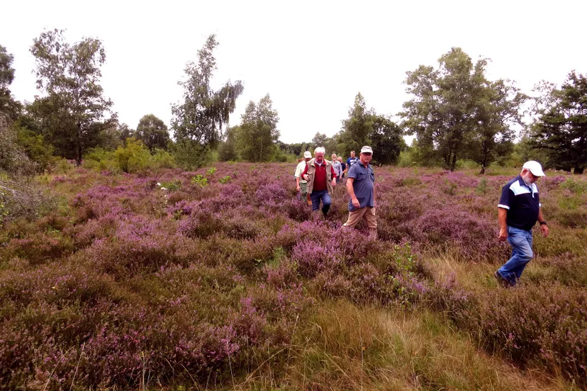 8 paarse pracht op de groote heide piet fleuren 1