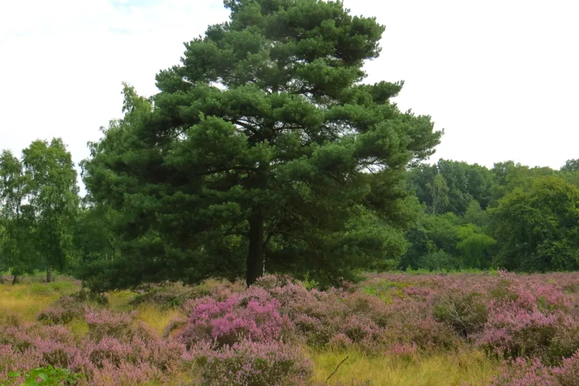 9 grove den vliegden bomen en struiken2017 1