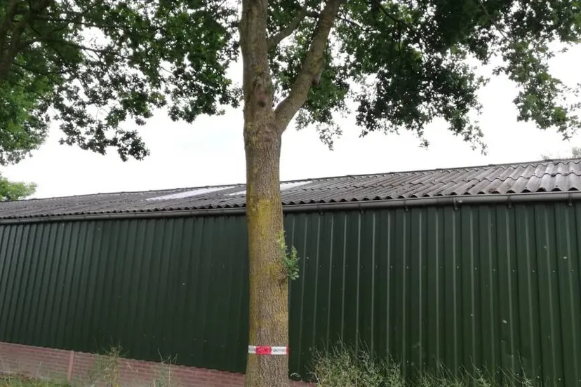 925 eikenprocessierups boekend 2020 1