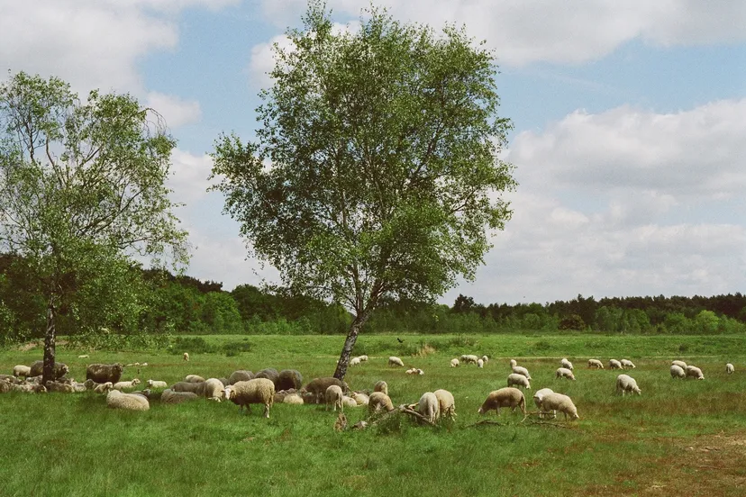 beleef de groote heide edmond staal