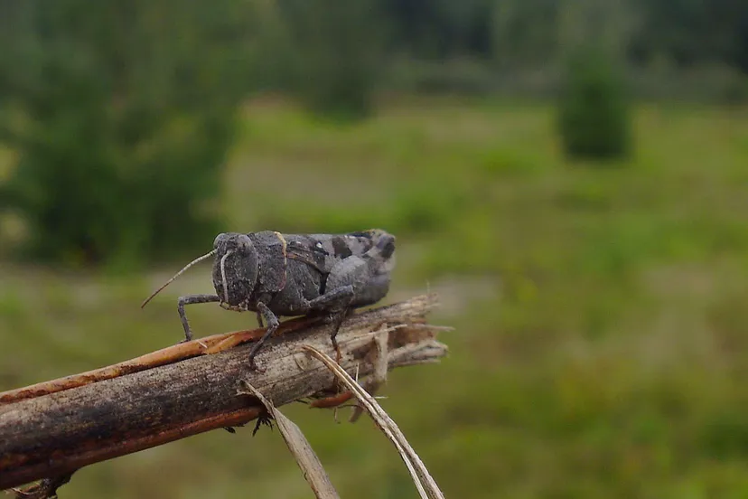blauwvleugelsprinkhaan nelly schouenberg